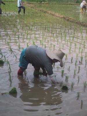 Khí Mêtan có ở khu vực canh tác như trồng lúa