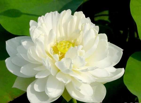 Hoa sen trắng - Loài hoa mang ý nghĩa thuần khiết