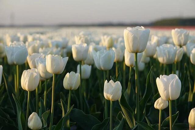 nguồn gốc và đặc điểm của hoa tulip trắng